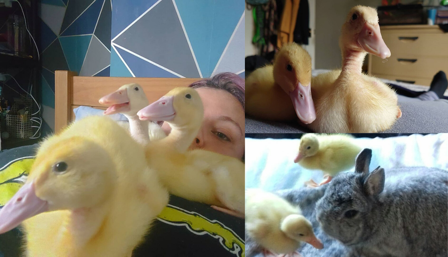 Događalo se već: Izlegla se tri pačića iz jaja kupljenih u dućanu