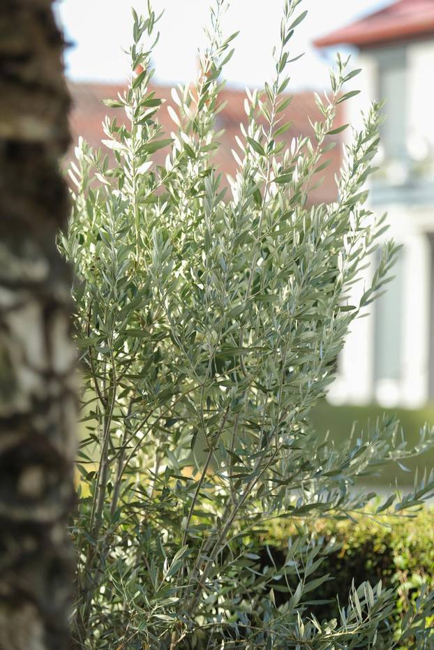 Egzotični vrt Igora Čupića