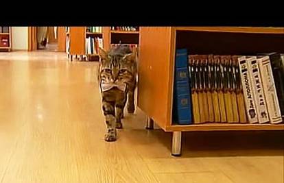 Ravnopravan s ljudima: Mačak se zaposlio u ruskoj knjižnici