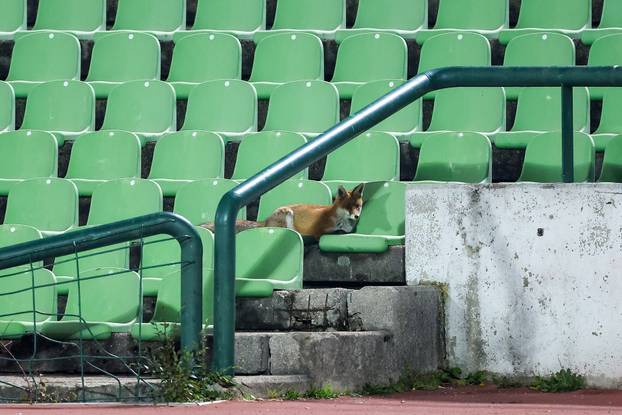 Sarajevo: Lisice pratile trening nogometaša BiH na stadionu Koševo