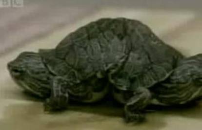 SAD: Dvoglava kornjača pronađena na Floridi
