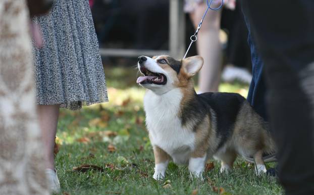 Nacionalna izložba pasa "Velika Gorica Trophy 2025"