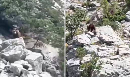 VIDEO U Primorju su snimili medvjedicu s tri medvjedića: 'Hopa-cupa nas četiri skupa...'