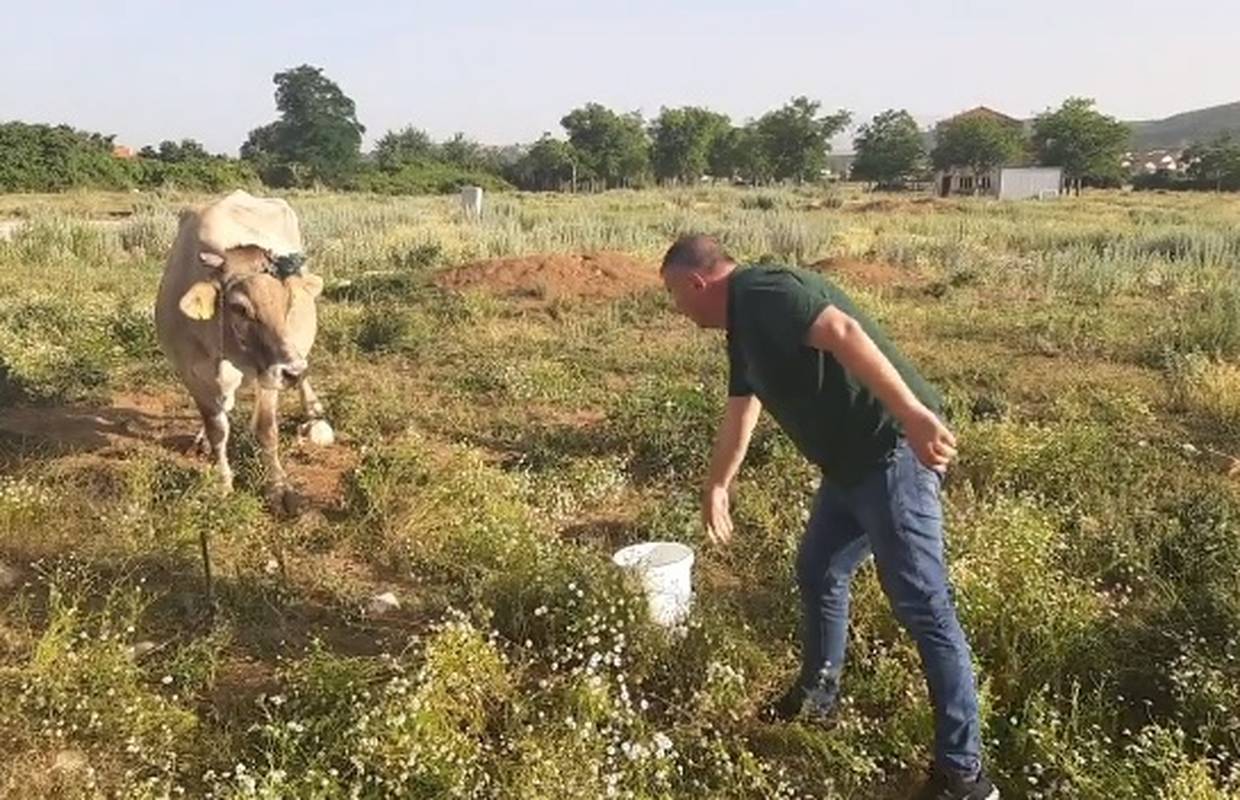 Bulj napojio krave koje su na suncu ostavljene bez vode: 'Ovu sramotu više neću tolerirati'