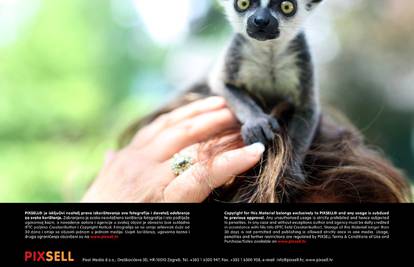 Jeste li znali? Lemuri su neodovljivi duhovi noći