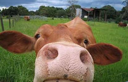 Švedska: Promatraju 20 krava za 3 milijuna kuna