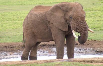 Slon u Indiji "naplaćuje" prolaz automobilima