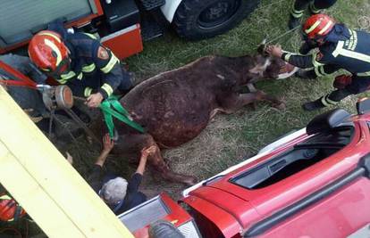 Upala je u kanal za popravak auta: Vatrogasci izvlačili kravu