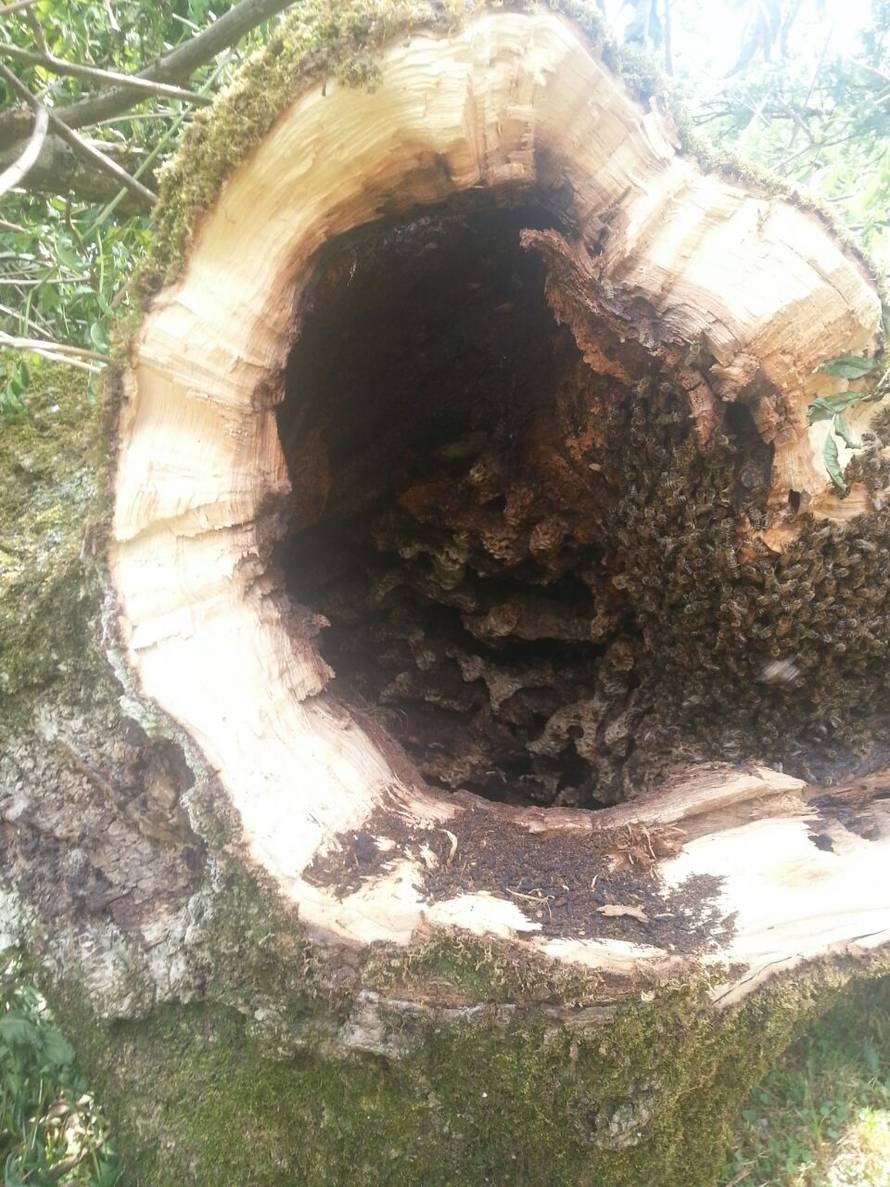 Sjekira im upala u med: Našli u deblu pčele te 10 kila meda
