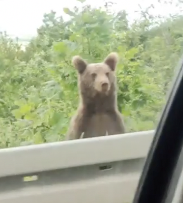 VIDEO Gdje si, medo?  Snimka ličkog mede koji znatiželjno viri preko ograde postala viralni hit