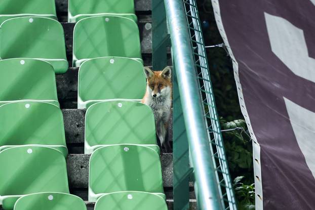 Sarajevo: Lisice pratile trening nogometaša BiH na stadionu Koševo