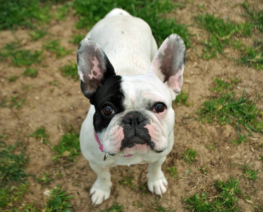 Buldozi će okupirati Hrvatsku: Dođite na proljetnu buldogijadu