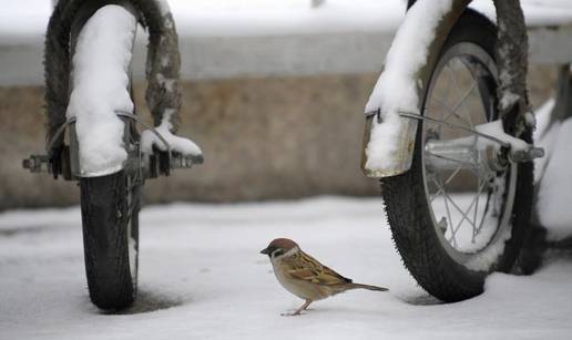 Svijet životinja: Dnevni izbor najboljih fotografija