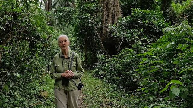 Jane Goodall planira posaditi pet milijuna stabala ove godine