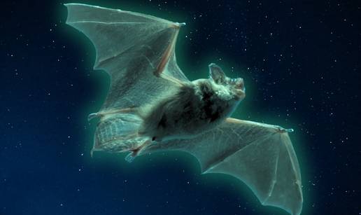 Ovi jezivi šišmiši sjaje zeleno. Znanstvenici ne znaju zašto