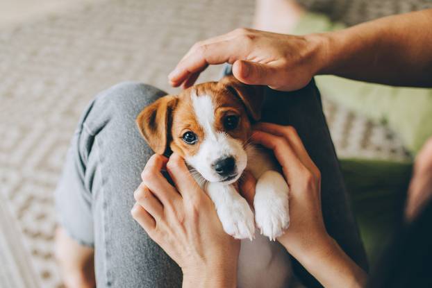 Adorable,Puppy,Jack,Russell,Terrier,In,The,Owner's,Hands.,Portrait