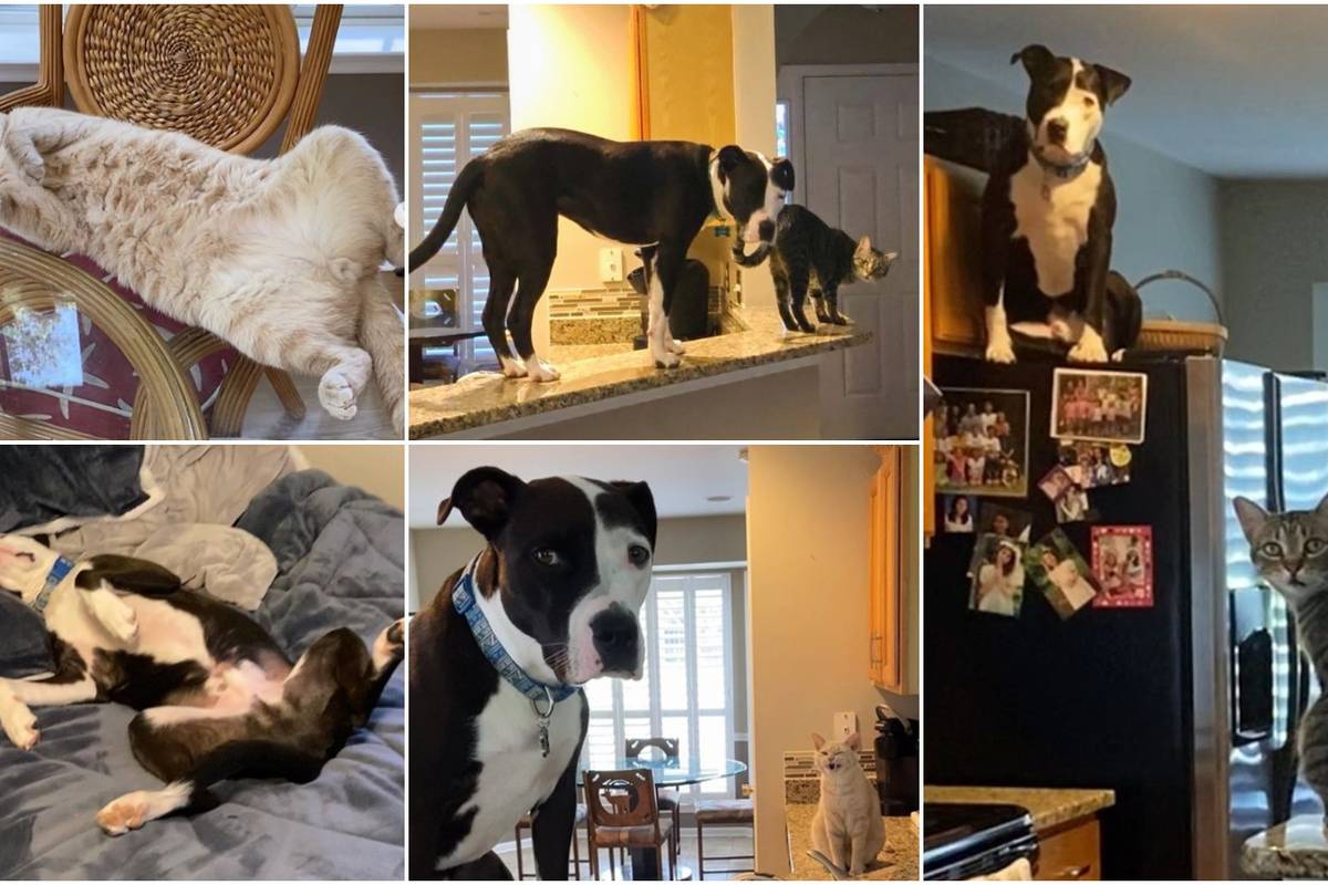 Pit bull se ponaša isto kao i mačke s kojima živi - preslatko