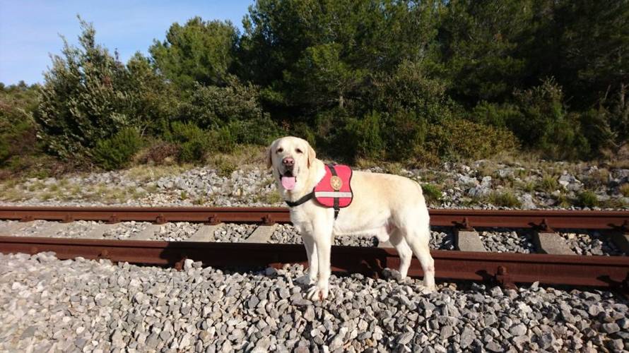 Uginuo je potražni pas HGSS-a Casper: 'Sve se odigralo naglo'