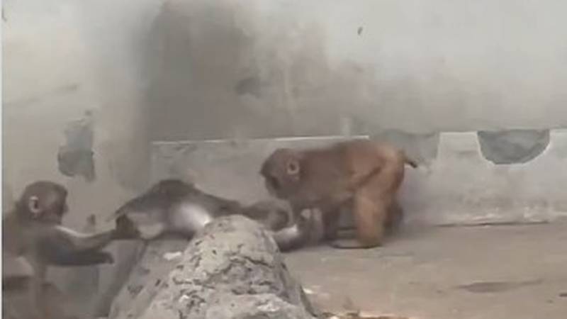 VIDEO Majmun Punch potukao se s većim od sebe - zbog cure!