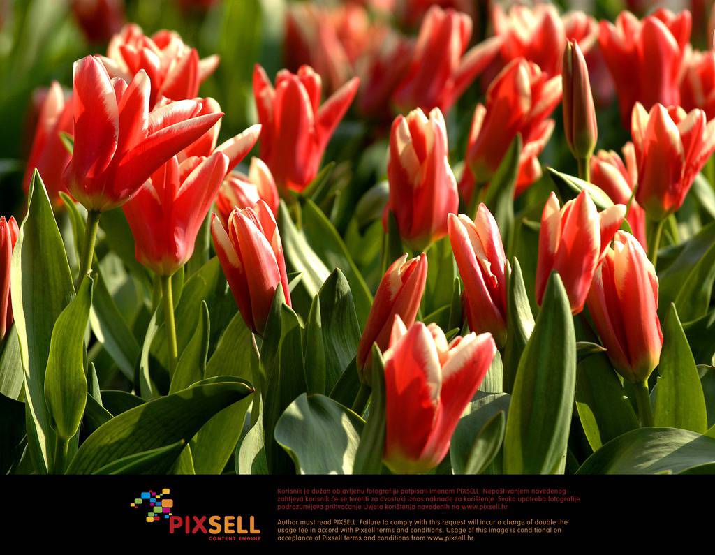 Pixsell