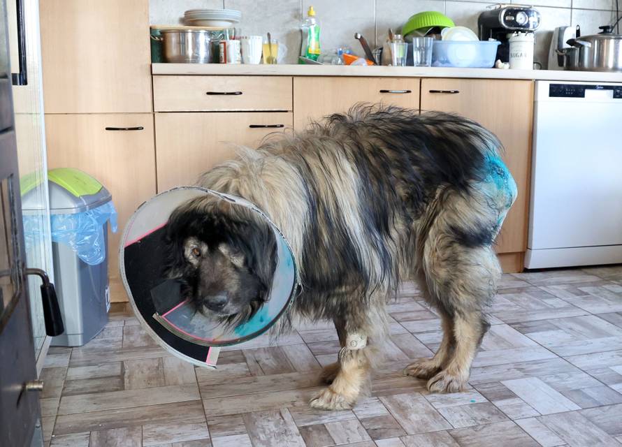 24sata Kistanje: Pas Shadow ranjen u borbi sa vukovima 