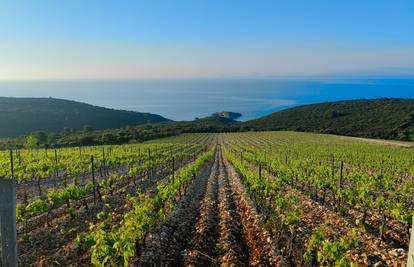 Lopovi kupe poticaje, pada proizvodnja, a poštene se gazi