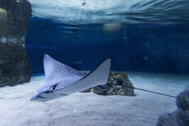 Pula: Novopristigle vrste raža Pjegavi golub u Pulskom akvariju