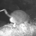 VIDEO Po prvi puta su snimili rijetku vrstu štakora u divljini: Pogledajte kako izgleda