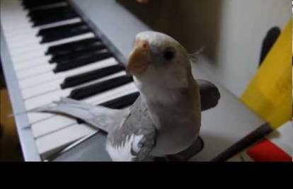 Čudesna nimfa je uz klavir bez greške zviždala temu iz filma