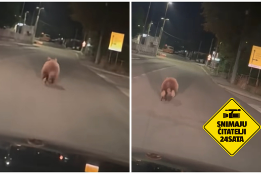 VIDEO Medvjed u &Ccaron;avlima: 'I&scaron;ao sam na posao, kad eto mede!'