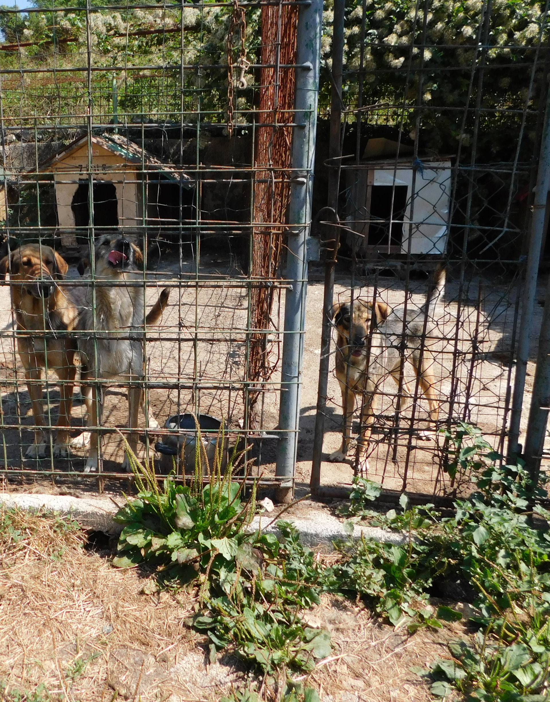 Žele ih eutanazirati: Izgladnjeli psi u Rijeci jedu jedni druge...