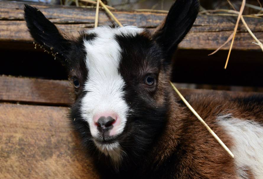 Mamica iz štalice: Meeeee! Koza Maza je ojarila četvorke