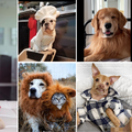 Ovo su psi s najvećim brojem pratitelja na Instagramu - prvi vrijedi oko 23 milijuna eura