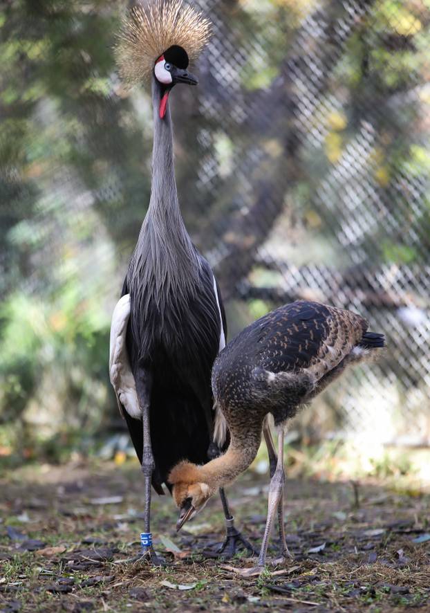 Zagrebački krunati ždralovi predstavljeni javnosti 