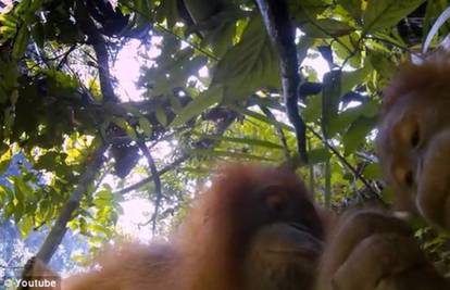 Orangutani dobili kamere pa se snimali i zabavljali