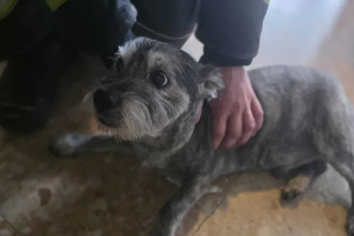 FOTO Pas Thor zapeo je u liftu. Spasili ga vatrogasci: &Ccaron;ula sam ga kako se gu&scaron;i i zapoma&zcaron;e