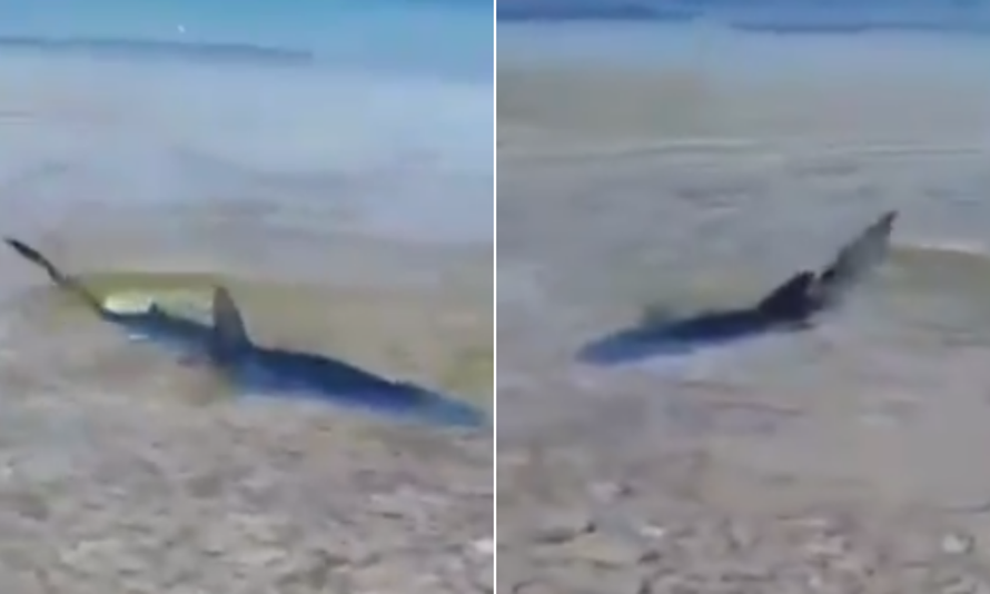 VIDEO Morski pas na Korčuli snimljen kako pliva u plićaku