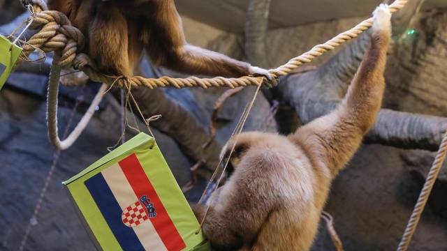 Giboni u zagrebačkom zoološkom vrtu prognozirali pobjednika utakmice Hrvatske i Argentine