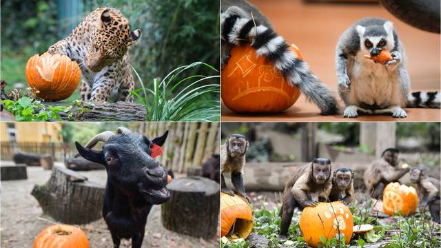 Pogledajte kako je izgledalo darivanje bundeva životinjama u zagrebačkom Zoološkom vrtu