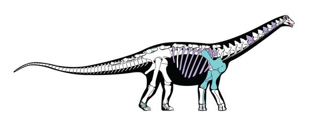 A skeletal reconstruction of the titanosaurian dinosaur Mansourasaurus shahinae is pictured in this handout image