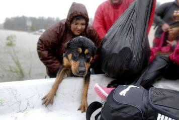 Dog is rescued from the flood waters of Tropical Storm Harvey in Beaumont Place, Houston