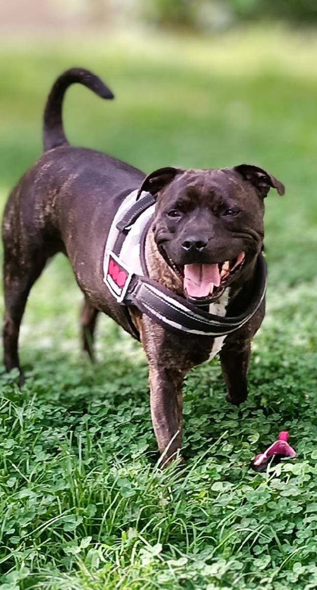 SUPER FOTKE vaših ljubimaca! Neki bi mogli biti viralni hit, ali svi su jednostavno neodoljivi
