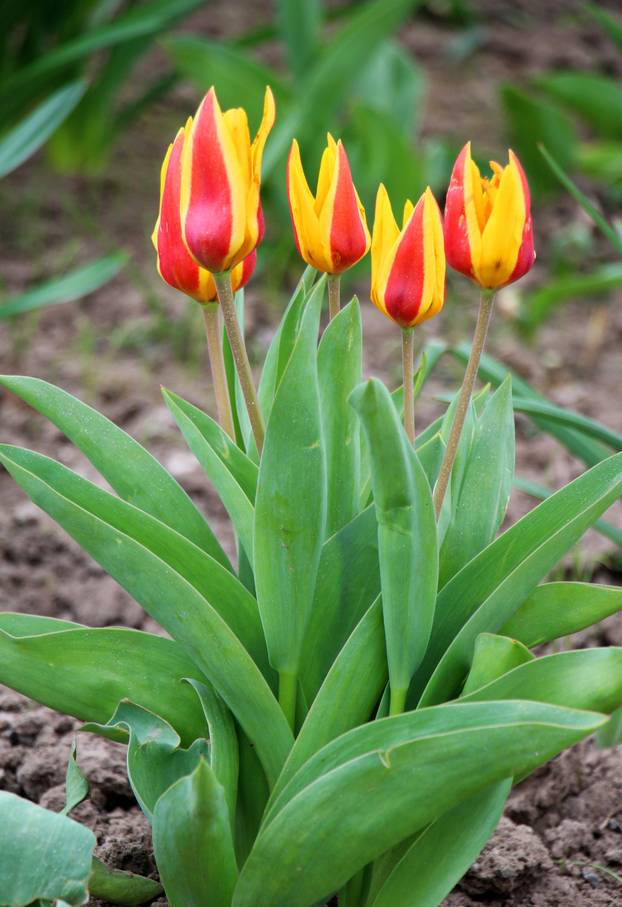 Spring flowering tulips kaufmanniana