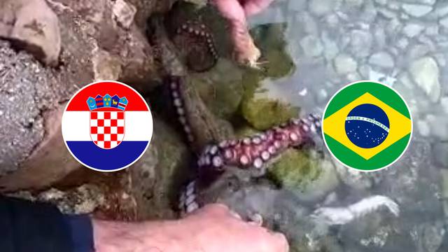 Skandal u najavi: Hobotnica Joško izabrao Brazil i ispljunuo!