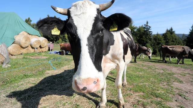 Otkup mlijeka u Lici neće stati, Vindija pregovara s farmerima