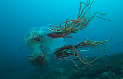 Pogledajte video: Snimili jedno od najrjeđih morskih bića na svijetu! Poprilično je otrovno