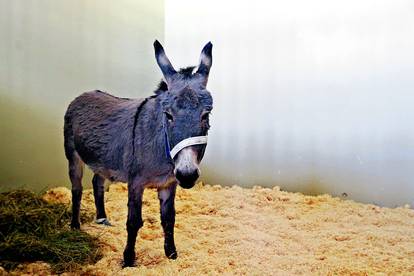 Magarica Stjepana Mesića se liječi na Veterinarskom faksu