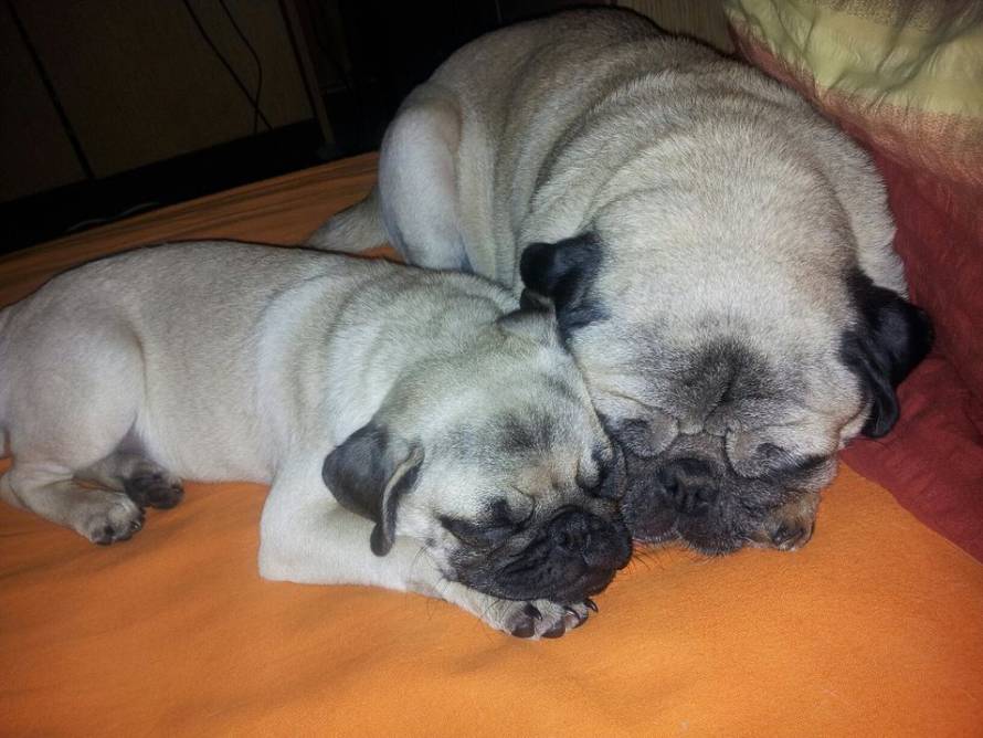 24ljubimci/Fotografije čitatelja