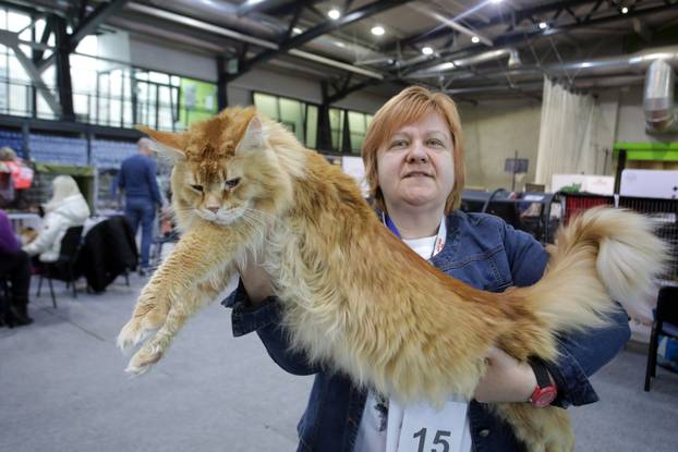 Rijeka: Međunarodna izložba mačaka