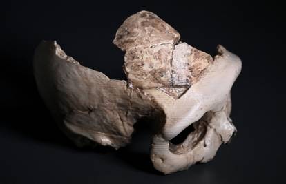 U Zagrebu će izložiti lubanju neandertalca staru 130.000 godina:  Dio je svjetske baštine